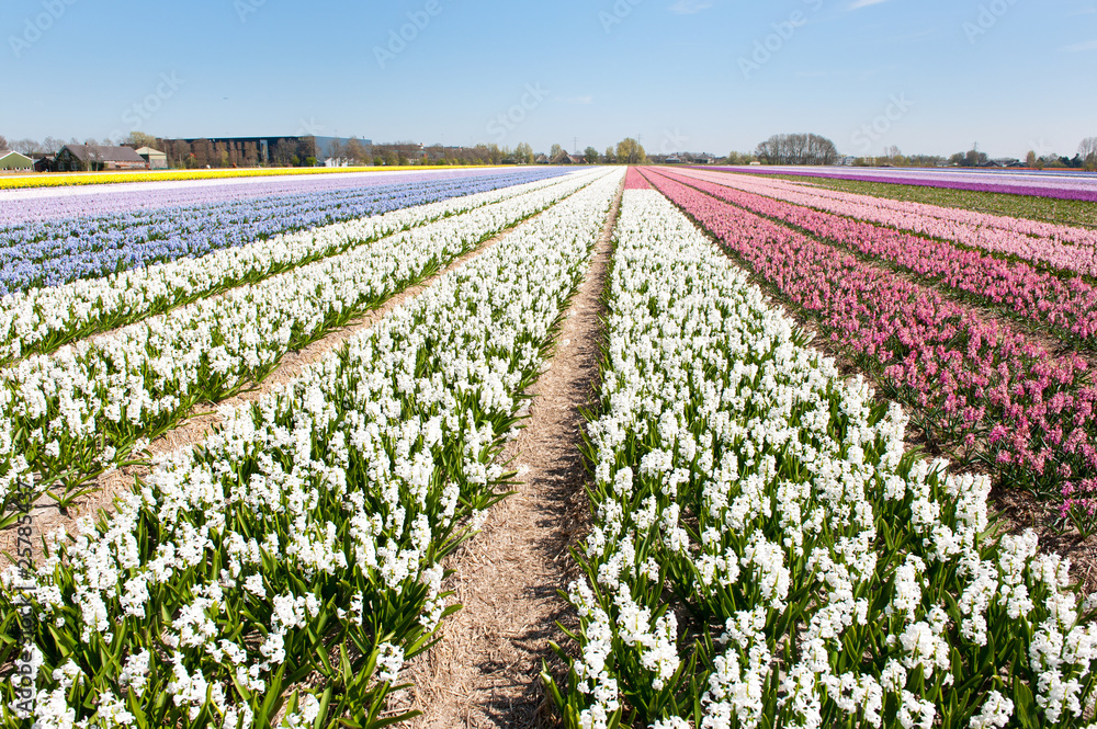 Flower bulbs in Holland