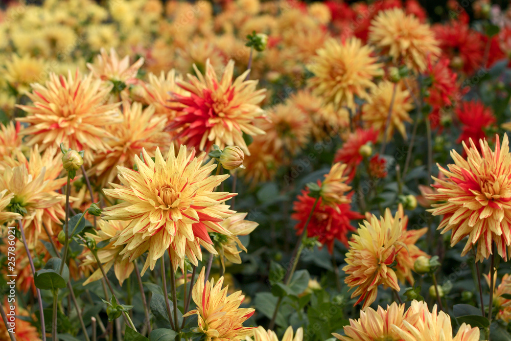 Dahlienblüten Dahlienblüten