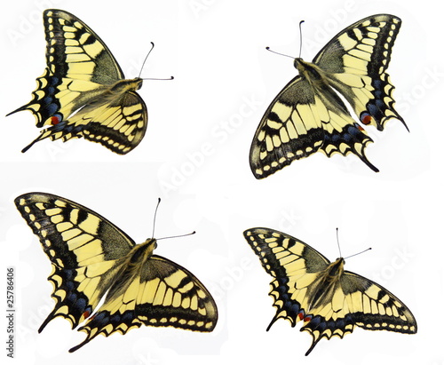 4 yellow butterflys