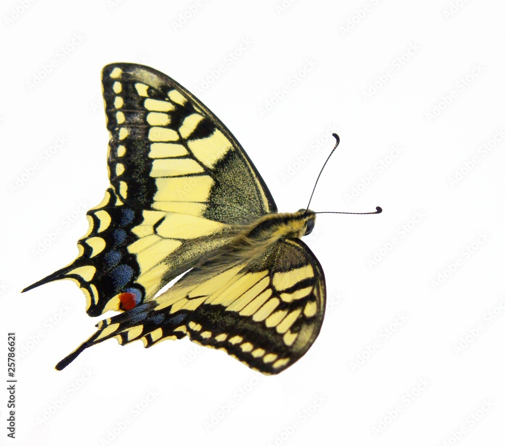 Fototapeta premium machaon butterfly isolated