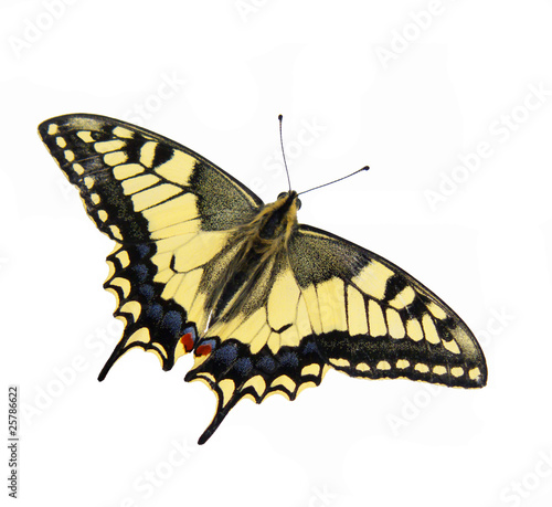 machaon butterfly