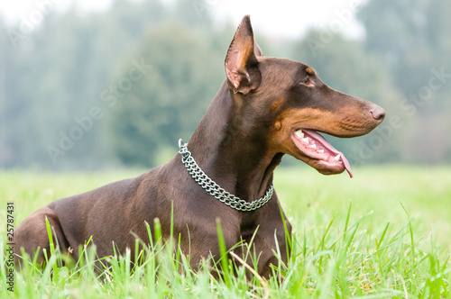 lying brown doberman pinscher