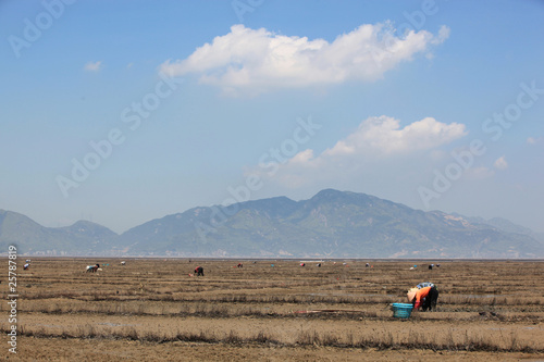 在滩涂上挖蛏的村民 photo