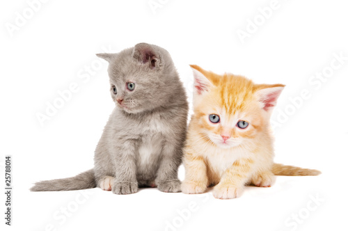 little british shorthair kittens cat © Kadmy