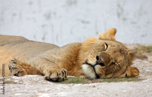 Sleeping lion photo