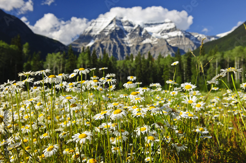 Daisies at Mount Robson provincial park, Canada photo