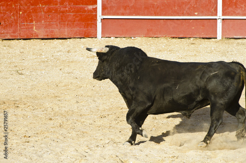 Spanish bull. Bullfight.