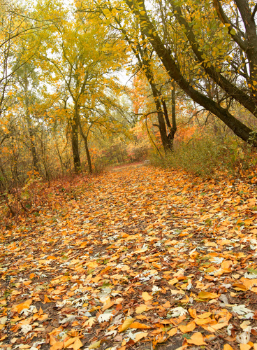 Autumn park road