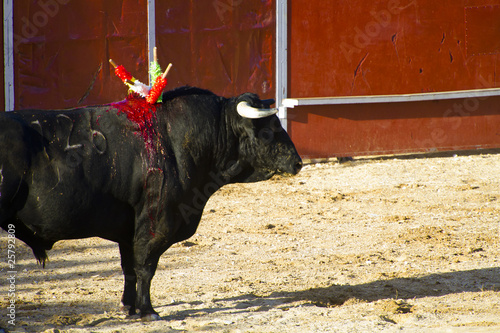 Spanish bull. Bullfight.