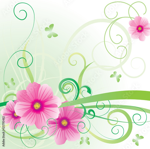 vector picture cosmea banner pretty pink