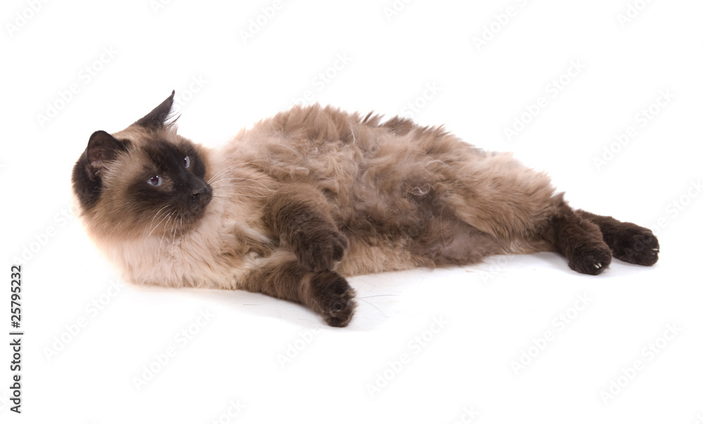 Chat Sacre De Birmanie Couche Sur Fond Blanc Stock Photo Adobe Stock