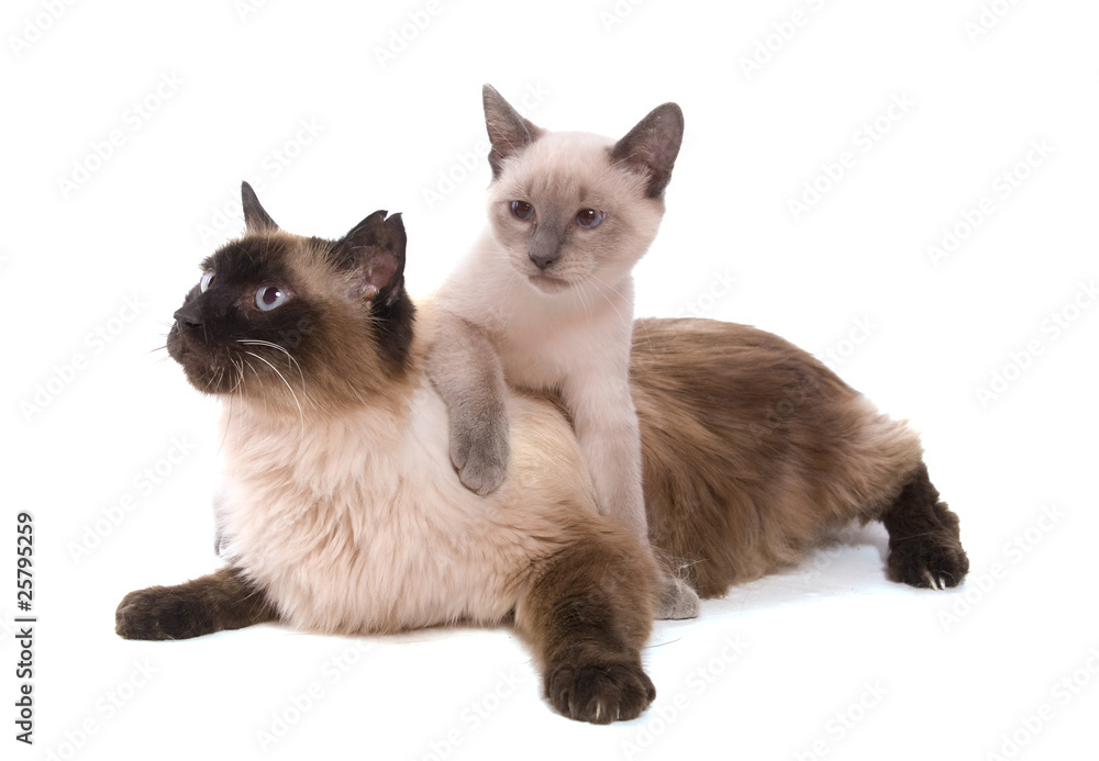 chat adulte et chaton sacré de birmanie