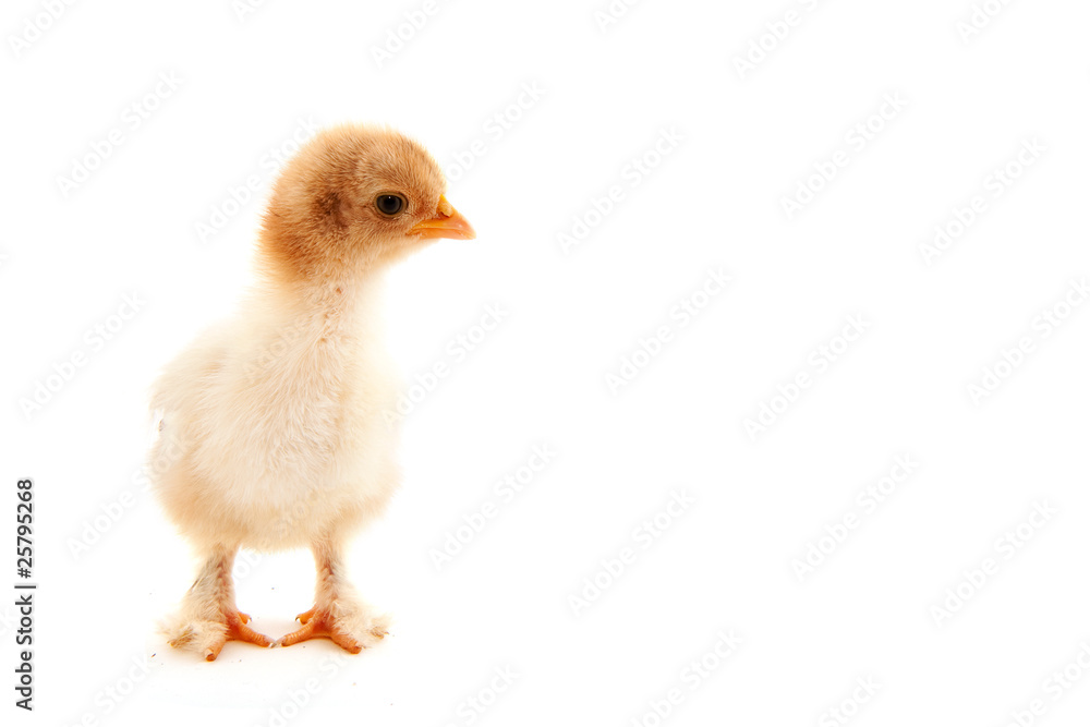 Fototapeta premium Little chick