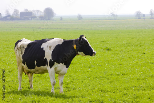 cow, Friesland, Netherlands