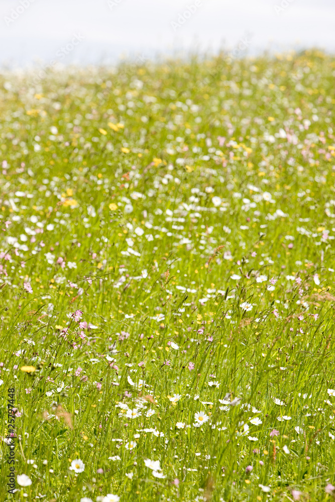 meadow in blossom meadow in blossom