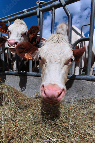 Slika na platnu du foin pour les vaches