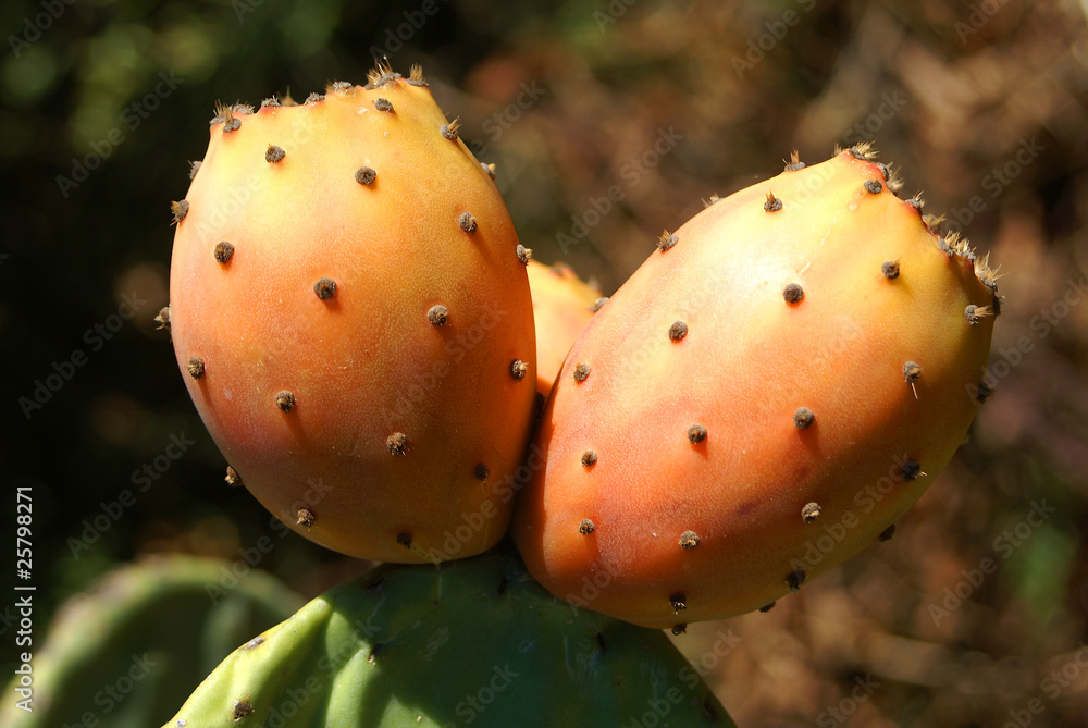 Fichi d’india Stock Photo | Adobe Stock