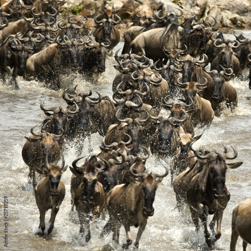 Wildebeest running in river in the Serengeti, Tanzania, Africa photo