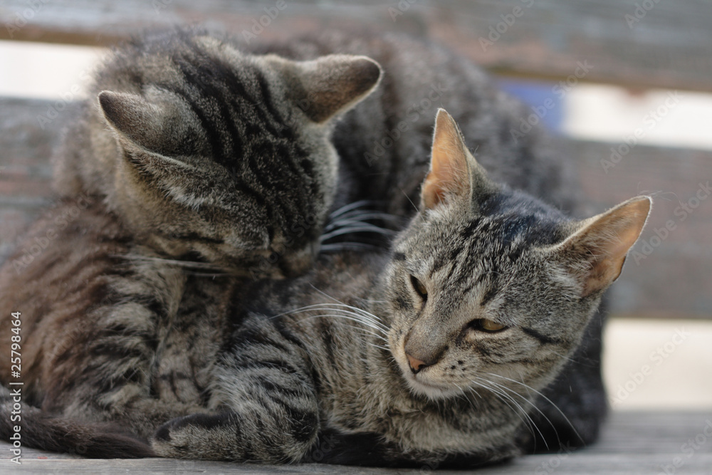 two cats two cats