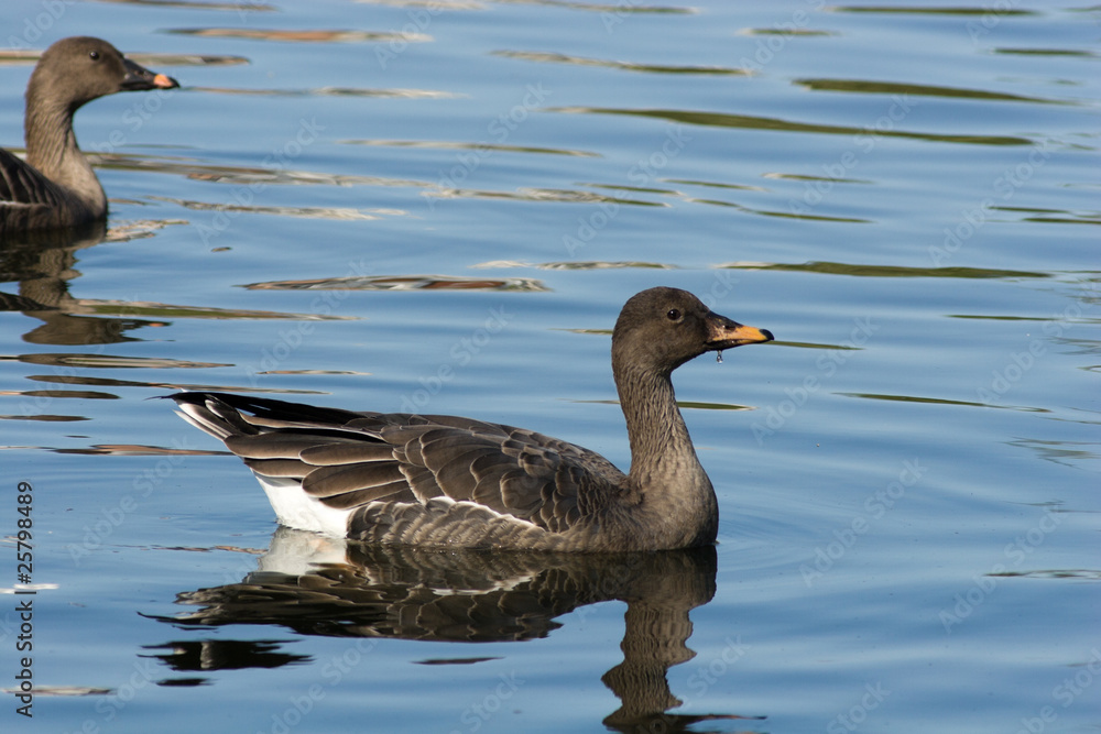 Anser fabalis, Bean Goose Anser fabalis, Bean Goose