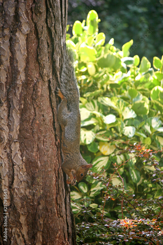 Obraz premium squirrel on tree