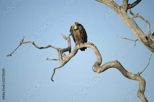 Vulture perched in tree in the Serengeti, Tanzania, Africa