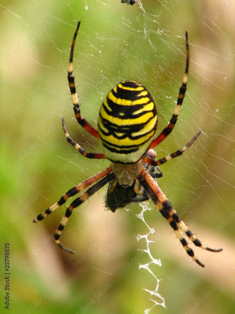 Argiope fasciée ou frelon (Argiope bruennichi), sur sa toile Argiope fasciée ou frelon (Argiope bruennichi), sur sa toile