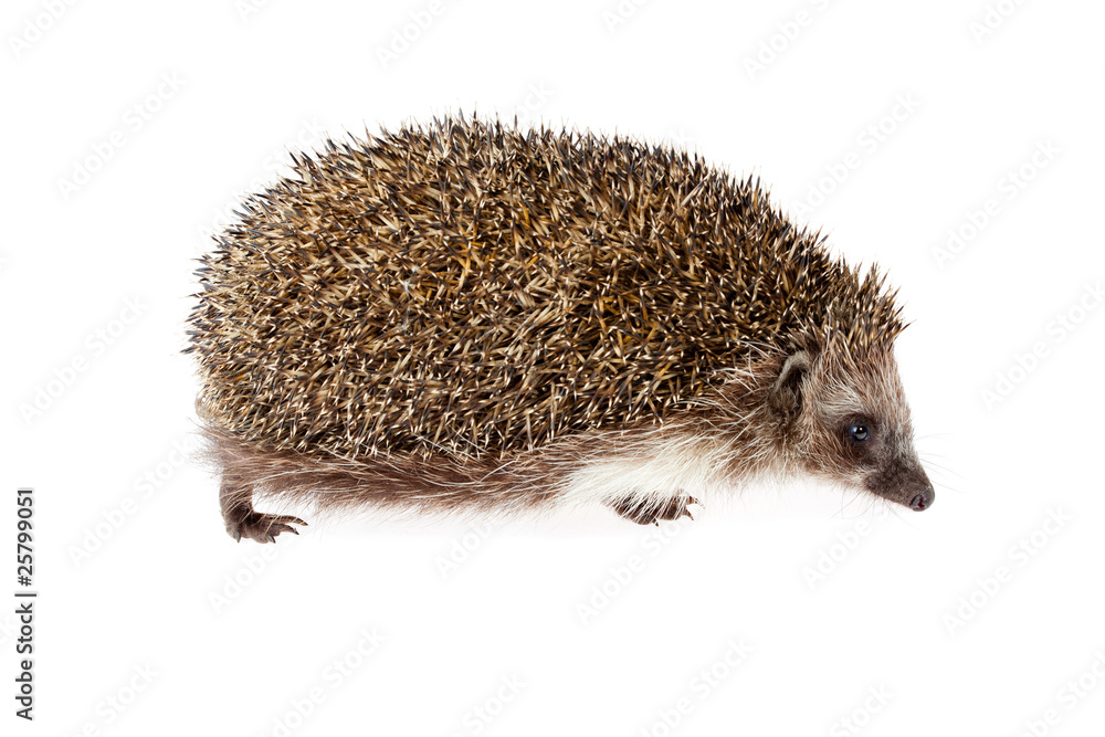 hedgehog hedgehog
