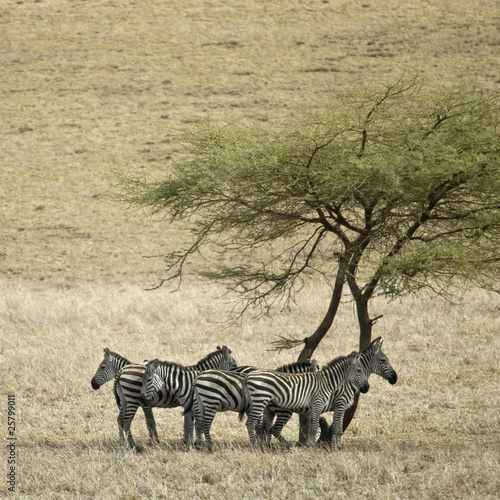 Zebra in the Serengeti  Tanzania  Africa