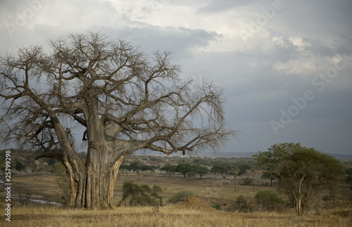 Balboa tree in the Serengeti, Tanzania, Africa