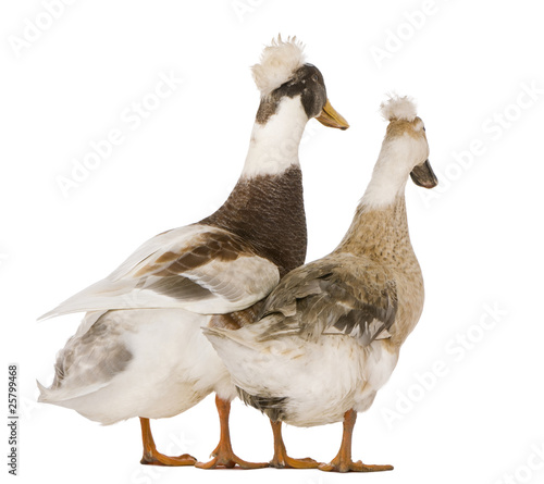 Two crested ducks, 3 years old photo