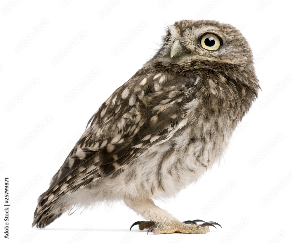 Fototapeta premium Little Owl, 50 days old, Athene noctua