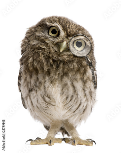 Little Owl wearing magnifying glass, Athene noctua