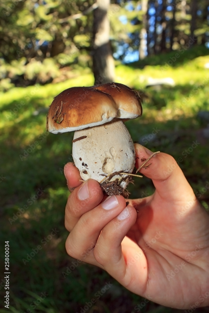 Boletus edulis