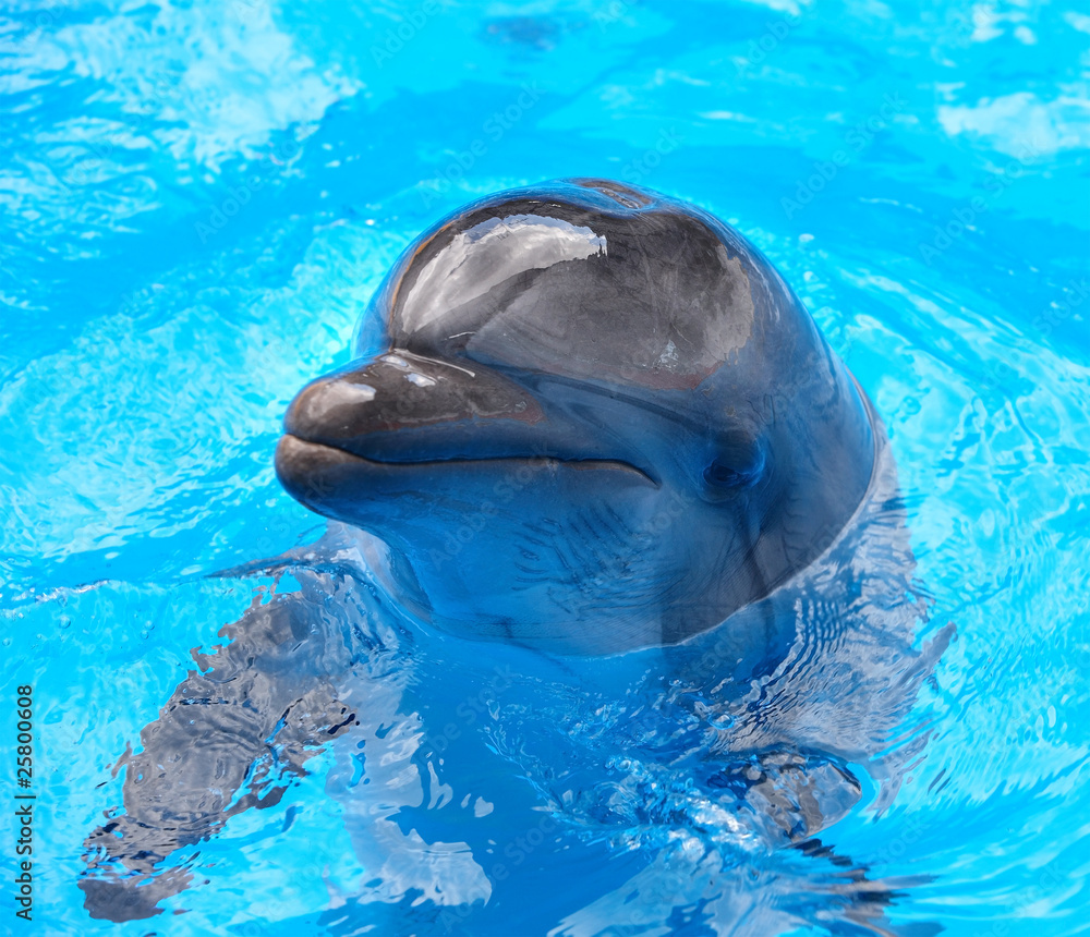 Fototapeta premium Dolphin in blue water.