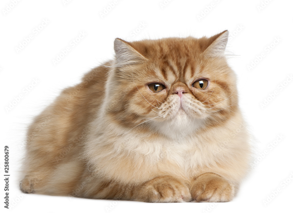 Persian cat, 5 months old, lying in front of white background
