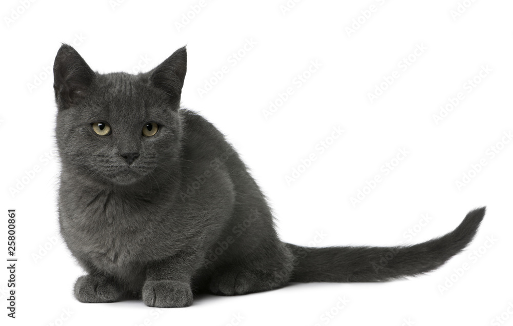 Chartreux Kitten sitting in front of white background