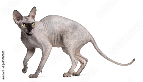 Sphynx cat, 9 months old, standing in front of white background