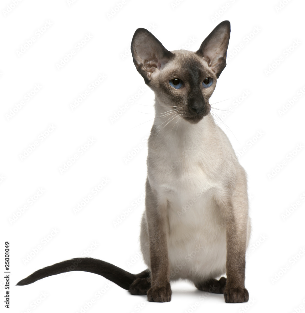 Balinese cat, 5 years old, sitting in front of white background