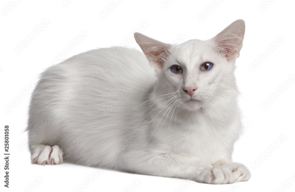 Siamese cat, 2 years old, lying in front of white background