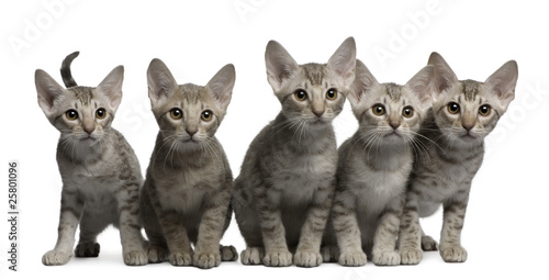 Photography Ocicat kittens, 13 weeks old, sitting