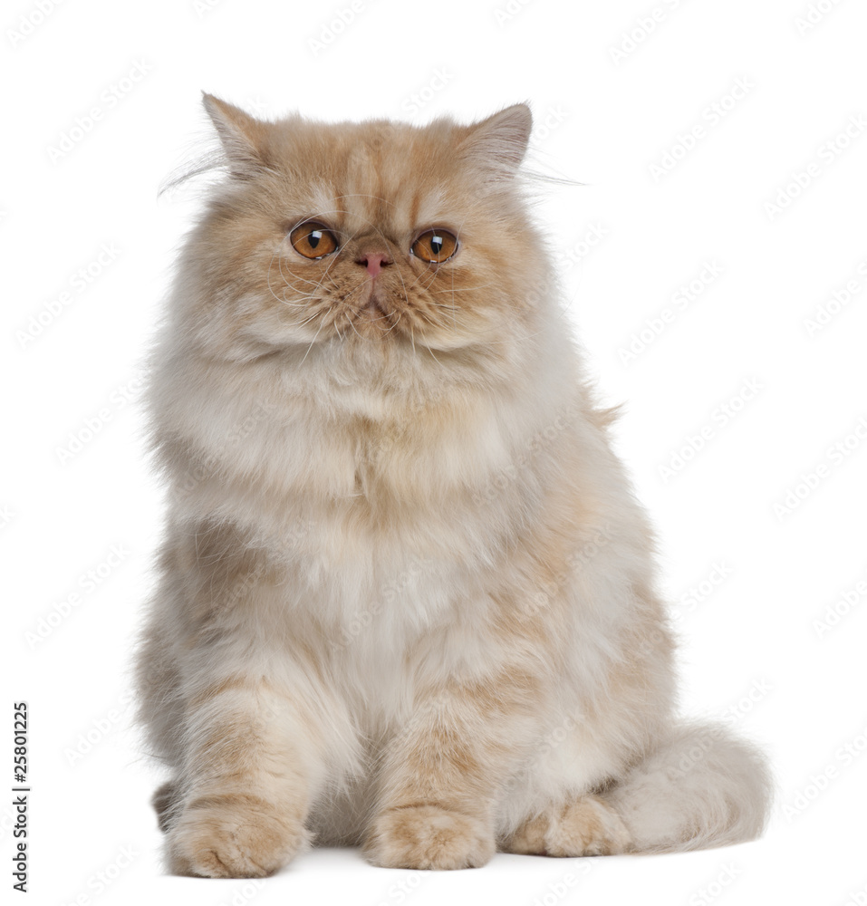 Persian Cat, 1 year old, sitting in front of white background