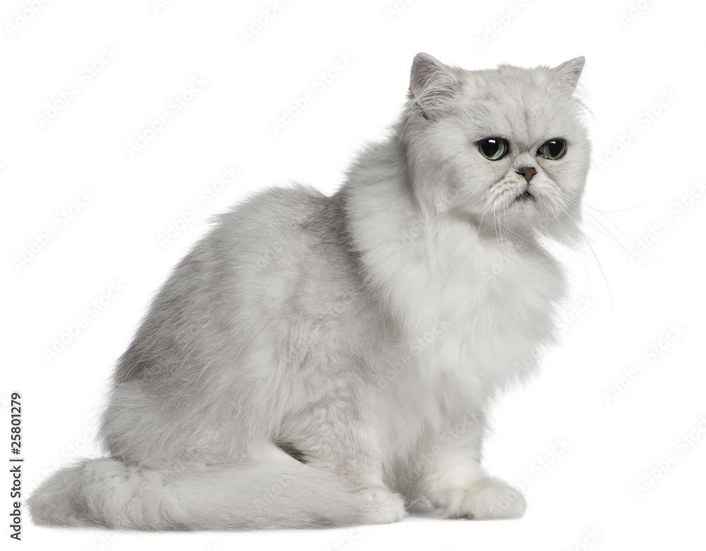 Persian cat, 2 years old, sitting in front of white background