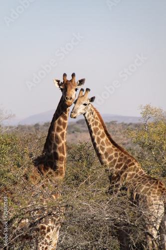 Girafas enamoradas