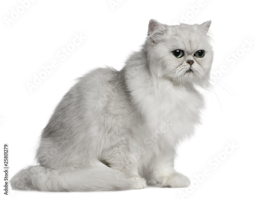 Persian cat, 2 years old, sitting in front of white background