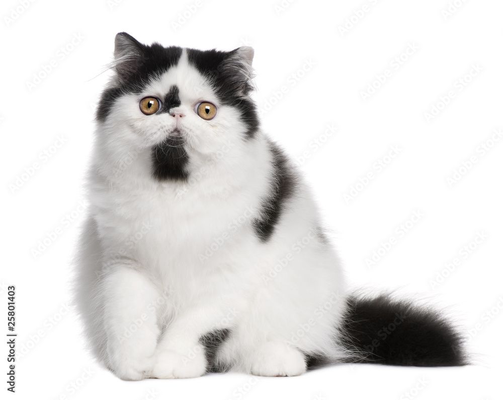 Black and white Persian cat sitting in front of white background Black and white Persian cat sitting in front of white background
