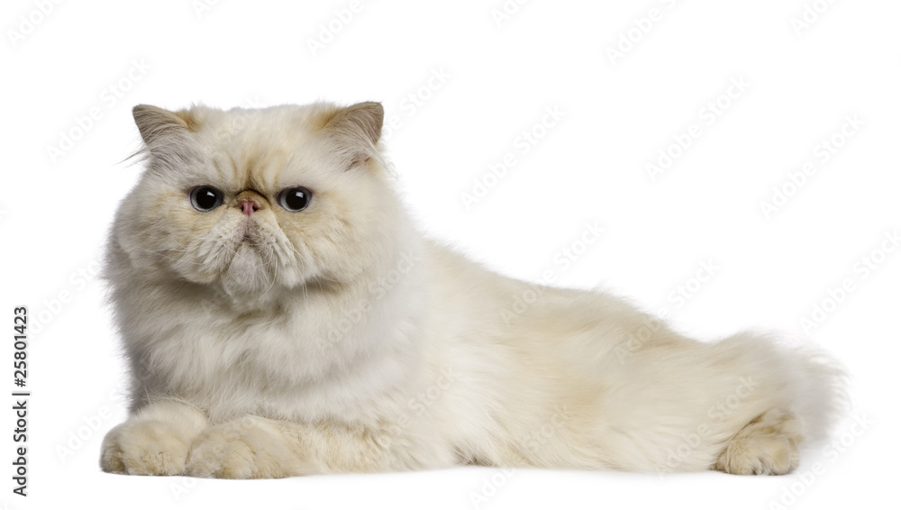 Persian Cat, 2 years old, lying