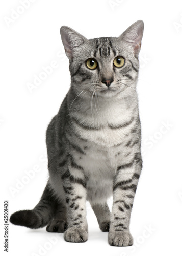 Egyptian Mau Cat, 7 months old, sitting © Eric Isselée