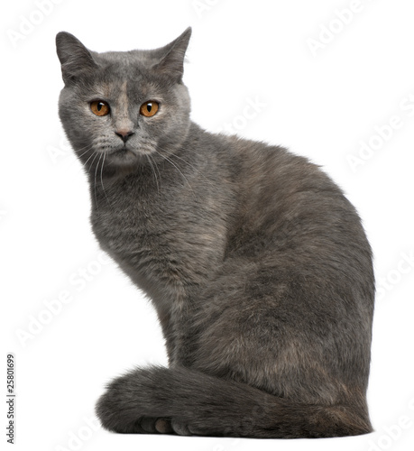 Fototapeta Naklejka Na Ścianę i Meble -  British Shorthair cat, 1 year old, sitting