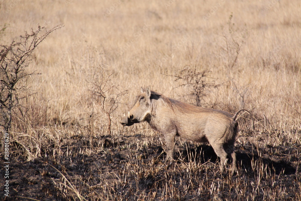 Fototapeta premium Sudafrica 44